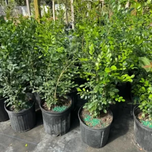 Orange Jasmine Plant - 3 Gallon Potted Shrub - 1-2 Ft Tall
