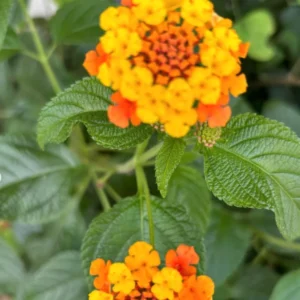 Orange Lantana Live Plants - Trailing Variety - Outdoor & Indoor Planting