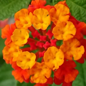 Orange Lantana Live Plants - Trailing Variety - Outdoor & Indoor Planting