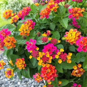 Orange Lantana Live Plants - Trailing Variety - Outdoor & Indoor Planting