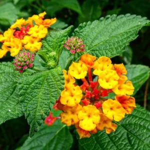 Orange Lantana Live Plants - Trailing Variety - Outdoor & Indoor Planting