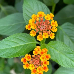 Orange Lantana Live Plants - Trailing Variety - Outdoor & Indoor Planting