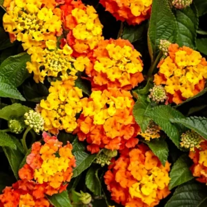Orange Lantana Plant - 4-8 Inch Height - Bright Blooms