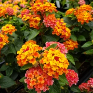 Orange Lantana Plant - 4-8 Inch Height - Bright Blooms