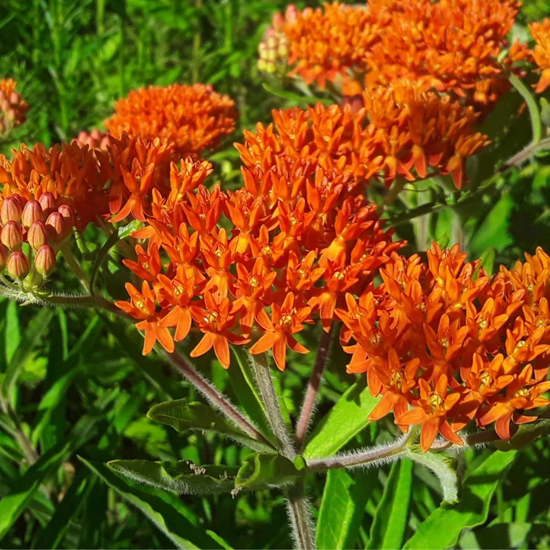 Orange Milkweed Plants - 2 Pack - 4-6 Inch - Butterfly Garden Plants