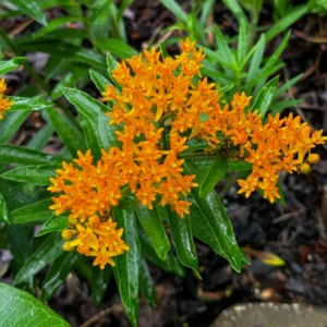 Orange Milkweed Plants - 2 Pack - 4-6 Inch - Butterfly Garden Plants