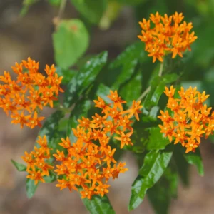 Orange Milkweed Plants - 2 Pack - 4-6 Inch - Butterfly Garden Plants