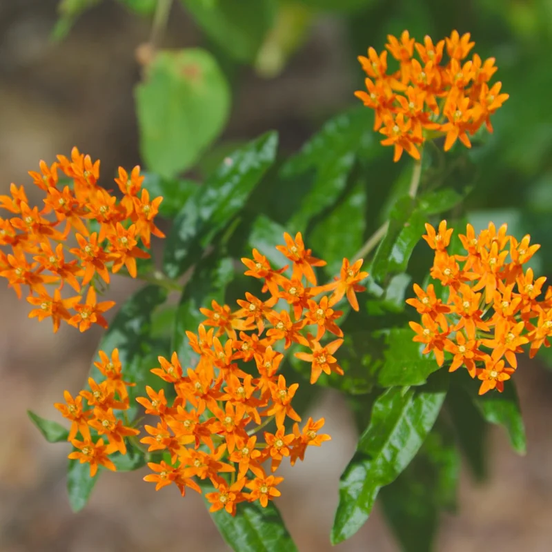 Orange Milkweed Plants - 2 Pack - 4-6 Inch - Butterfly Garden Plants