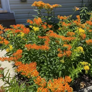 Orange Milkweed Plants - 2 Pack - 4-6 Inch - Butterfly Garden Plants
