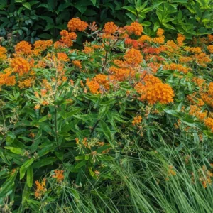 Orange Milkweed Plants - 2 Pack - 4-6 Inch - Butterfly Garden Plants