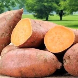 Orange Sweet Potato Slips - 10 Sweet Potato Cuttings for Planting