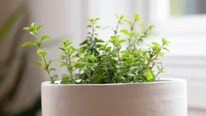 Oregano indoors