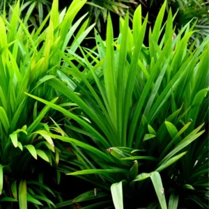 Pandan Plant 3 Gallon Potted - Aromatic Cooking Ingredient