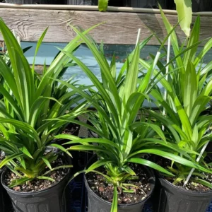 Pandan Plant 3 Gallon Potted - Aromatic Cooking Ingredient