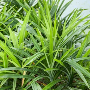 Pandan Plant - 8-10 Inch Aromatic Herb - Culinary & Ornamental