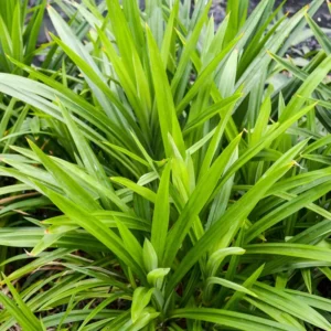 Pandan Plant - 8-10 Inch Aromatic Herb - Culinary & Ornamental
