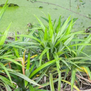 Pandan Plant - 8-10 Inch Aromatic Herb - Culinary & Ornamental