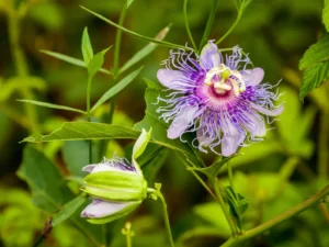 Passion Flower Vine