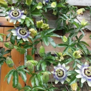 Passion Fruit Plant - Live Vine - 4-6 Inch Tall - Edible Fruit
