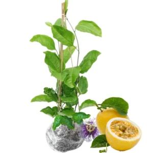 Passion Fruit Plant - Live Vine - 4-6 Inch Tall - Edible Fruit