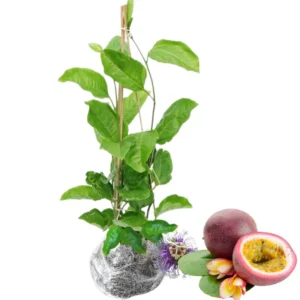 Passion Fruit Plant - Live Vine - 4-6 Inch Tall - Edible Fruit