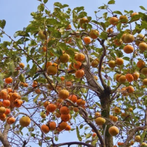 Persimmon Tree Live Plant - 2 to 3 Ft Tall - Fruit Tree - No CA Shipping