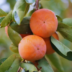 Persimmon Tree Live Plant - 2 to 3 Ft Tall - Fruit Tree - No CA Shipping