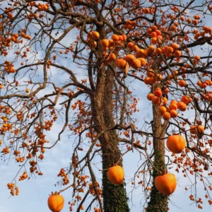 Persimmon Tree Live Plant - 3 Gallon Pot - Outdoor Planting
