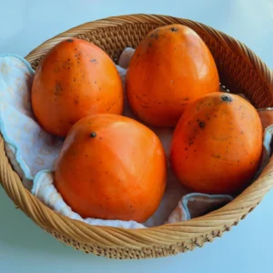 Persimmon Tree Live Plant - 3 Gallon Pot - Outdoor Planting