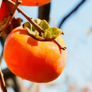 Persimmon Tree Live Plant - 3 Gallon Pot - Outdoor Planting