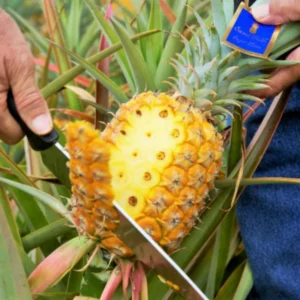Pineapple Plant - Tropical Fruit Plant - 5-8 Inch Indoor Plant