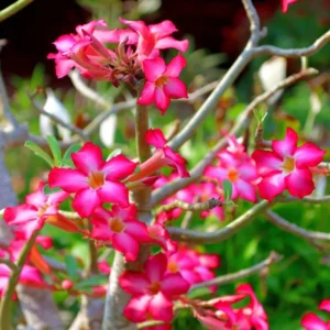 Pink Desert Rose Plant, Adenium Obesum, 4-6 Inch Bareroot