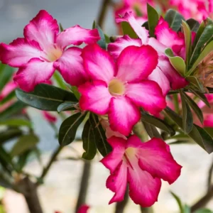 Pink Desert Rose Plant, Adenium Obesum, 4-6 Inch Bareroot