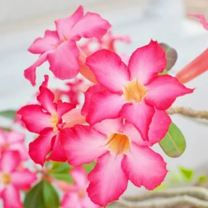 Pink Desert Rose Plant, Adenium Obesum, 4-6 Inch Bareroot