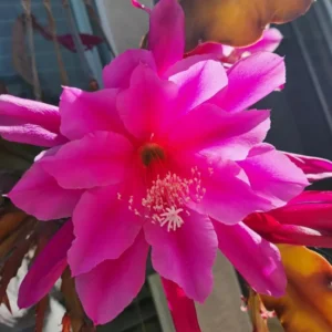 Pink Epiphyllum Orchid Cactus Cutting 6-10 Inch Bloom