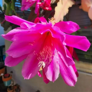 Pink Epiphyllum Orchid Cactus Cutting 6-10 Inch Bloom