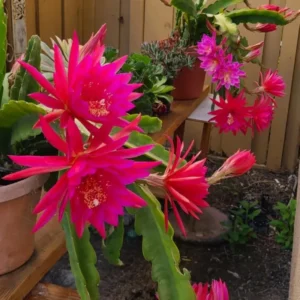 Pink Epiphyllum Orchid Cactus Cutting 6-10 Inch Bloom