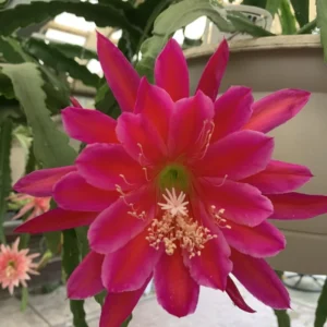 Pink Epiphyllum Orchid Cactus Cutting 6-10 Inch Bloom