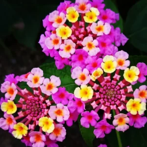 Pink Lantana Live Plants - Outdoor/Indoor Trailing Variety - Garden Ready