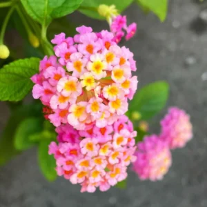Pink Lantana Live Plants - Outdoor/Indoor Trailing Variety - Garden Ready