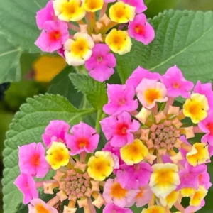 Pink Lantana Live Plants - Outdoor/Indoor Trailing Variety - Garden Ready