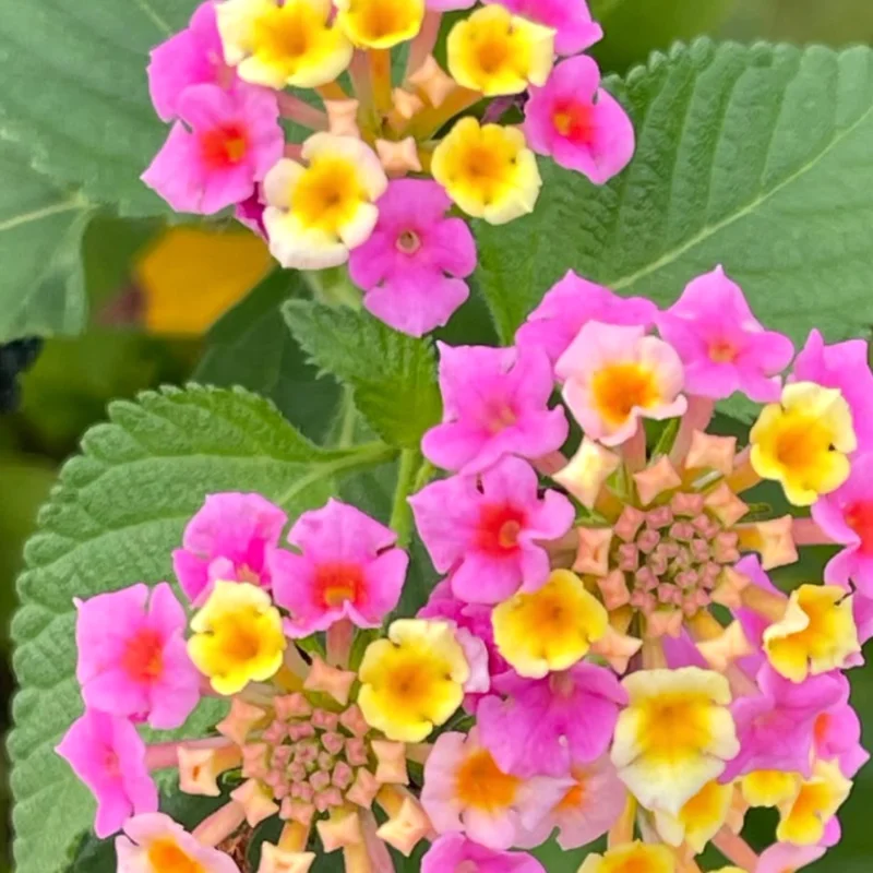 Pink Lantana Live Plants - Outdoor/Indoor Trailing Variety - Garden Ready