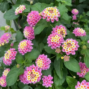 Pink Lantana Live Plants - Outdoor/Indoor Trailing Variety - Garden Ready