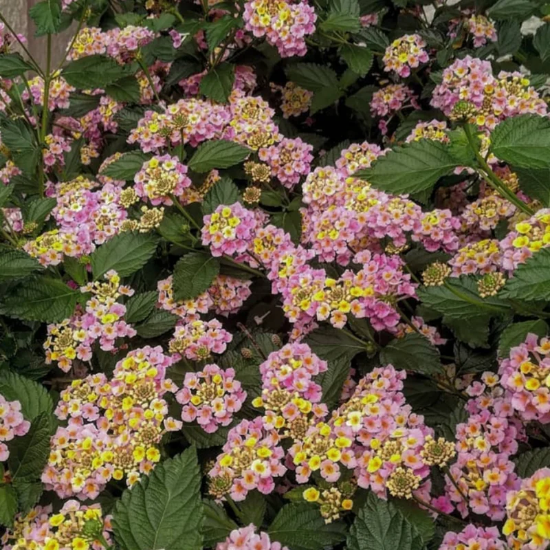 Pink Lantana Live Plants - Outdoor/Indoor Trailing Variety - Garden Ready