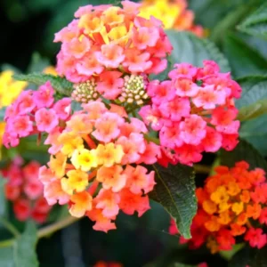 Pink Lantana Plant - 4 to 8 Inch Tall Flowering Shrub