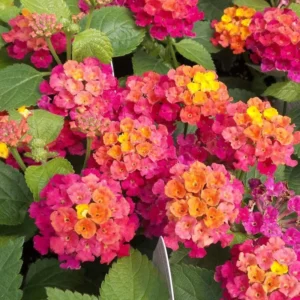 Pink Lantana Plant - 4 to 8 Inch Tall Flowering Shrub