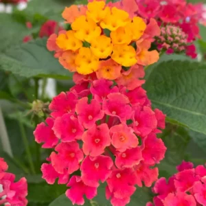 Pink Lantana Plant - 4 to 8 Inch Tall Flowering Shrub