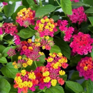 Pink Lantana Plant - 4 to 8 Inch Tall Flowering Shrub