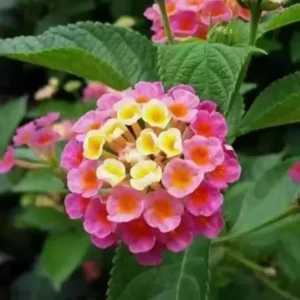 Pink Lantana Plant - 4 to 8 Inch Tall Flowering Shrub
