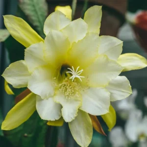 Pink Red Epiphyllum Orchid Cactus Cutting 6-10 Inch